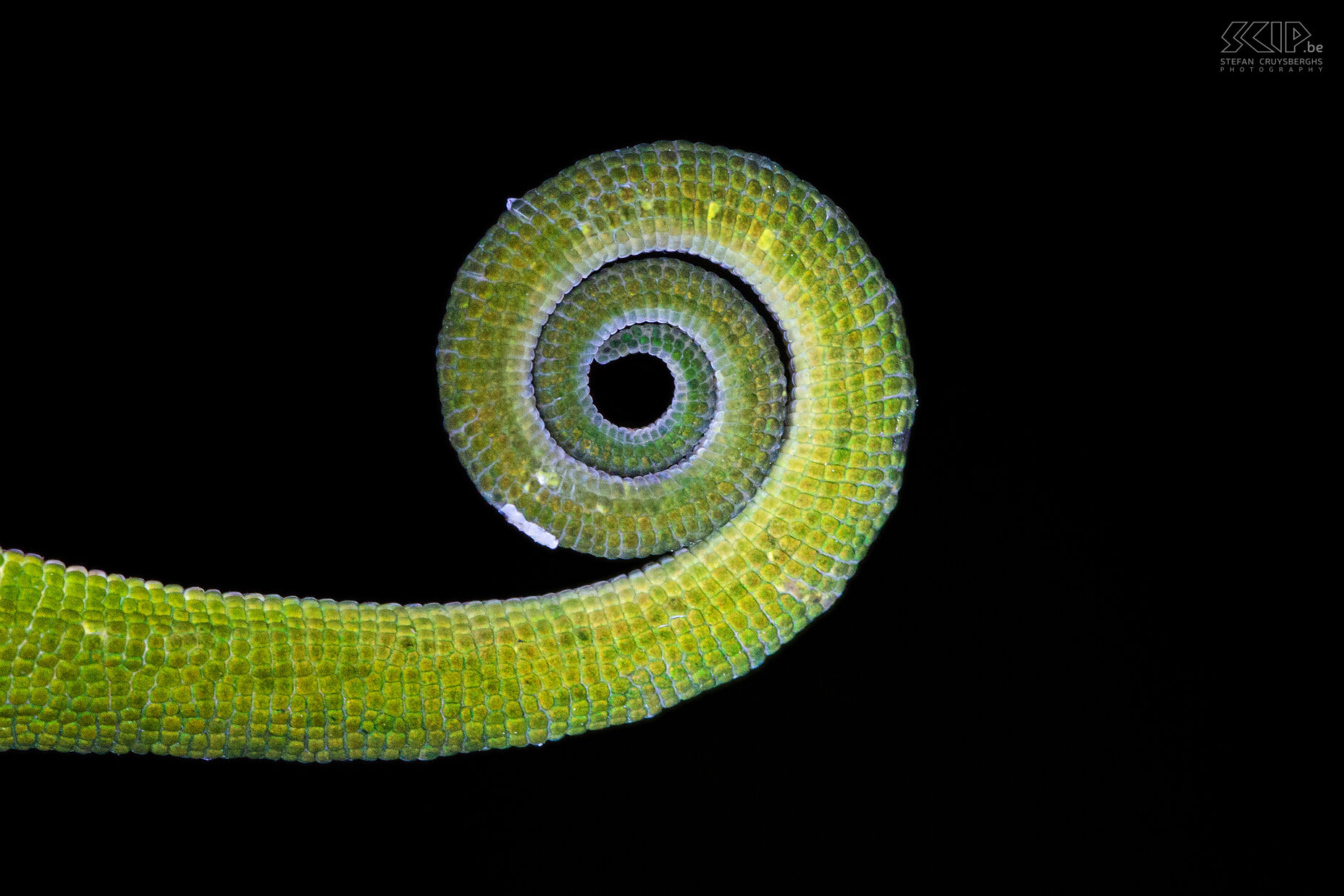 Ranomafana - Close-up van kameleonstaart Close-up van de staart van een ‘Malagasy side-striped’ kameleon (Calumma gastrotaenia). Stefan Cruysberghs